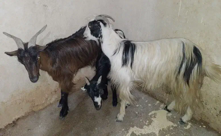 فروش دوعددبزویک عددتیشتر درناصری|حیوانات مزرعه|خورموج, |دیوار