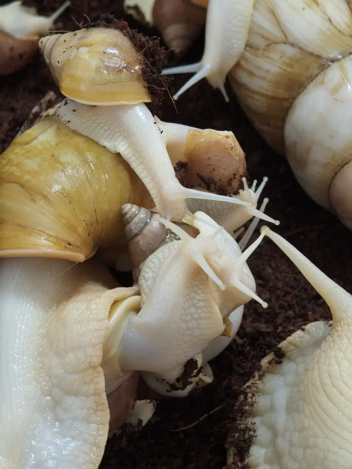 حلزون|خزنده|قم, نوقطار|دیوار