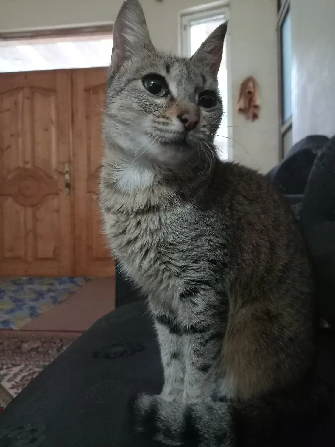 گربه خانگی نژاد خط دار یا مصری|گربه|لاهیجان, شهرک سلمان فارسی|دیوار