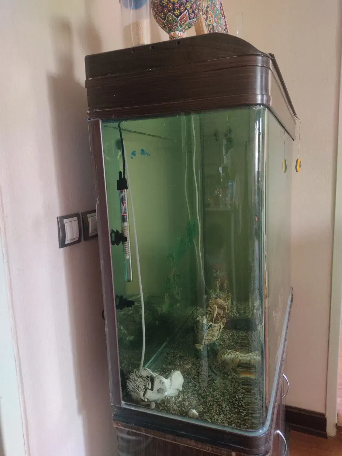 آکواریوم شیشه خم شرکتی|ماهی|اصفهان, همدانیان|دیوار