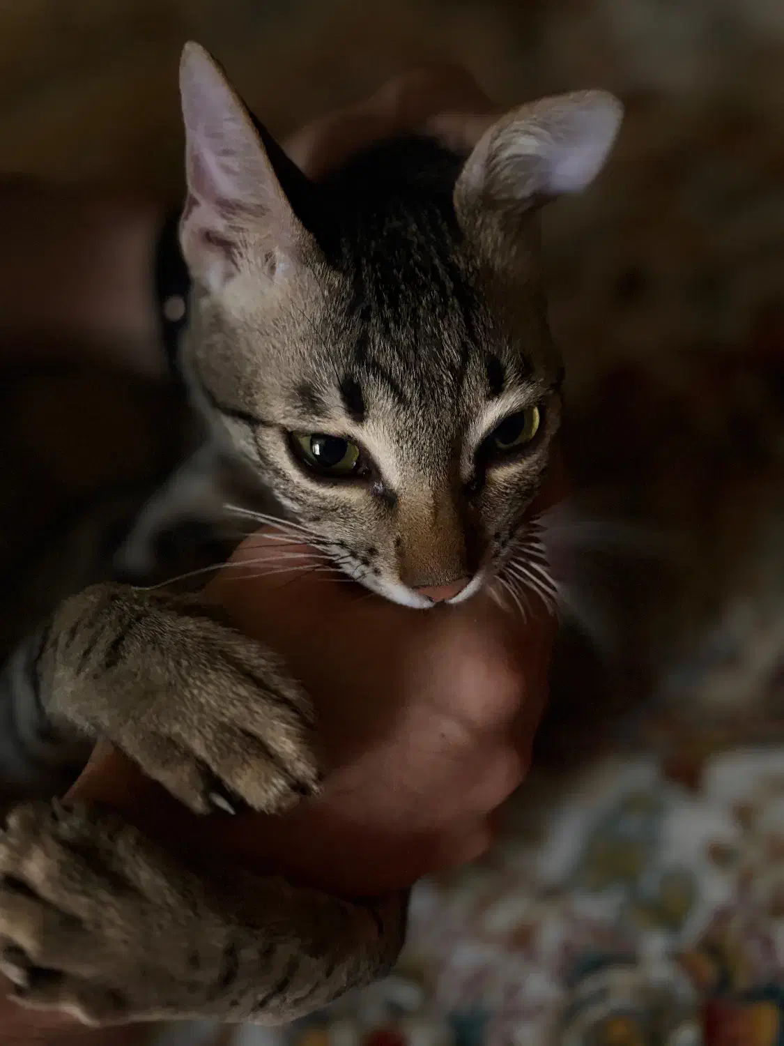 گربه نر ۶ماه|گربه|بندرعباس, |دیوار