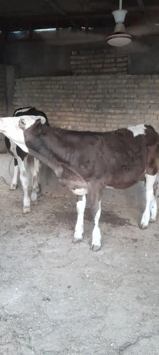 گوساله سمینتال آلمانی گاو|حیوانات مزرعه|اهواز, کوی ملی راه|دیوار