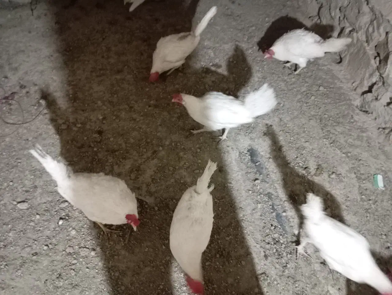 ۱۰عدد مرغ تخم گزار همه جوان نه ماهه|حیوانات مزرعه|مریوان, |دیوار