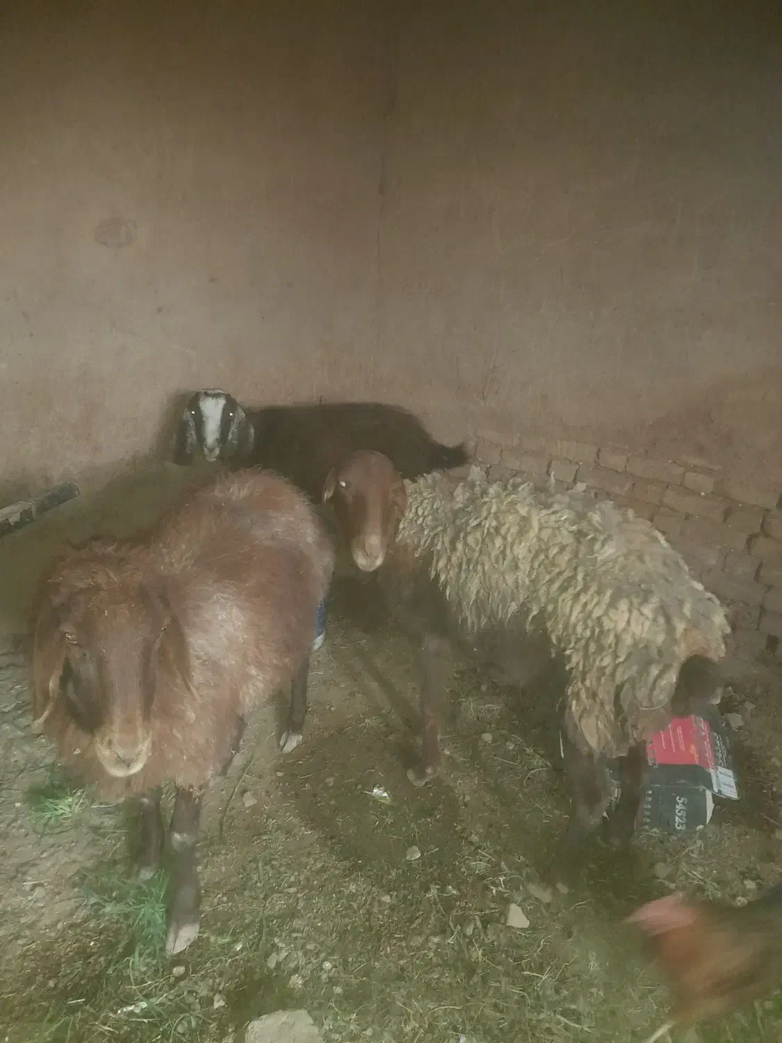 گوسفند وبزیک ساله|حیوانات مزرعه|تربت جام, یحیی آباد|دیوار