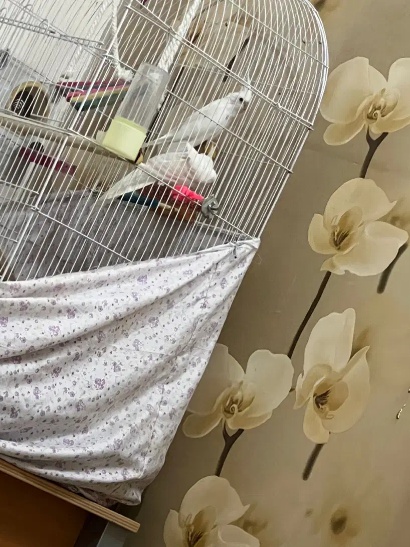 یک جفت عروس هلندی نروماده البینو سالم یک ساله|پرنده|سبزوار, پاسداران|دیوار