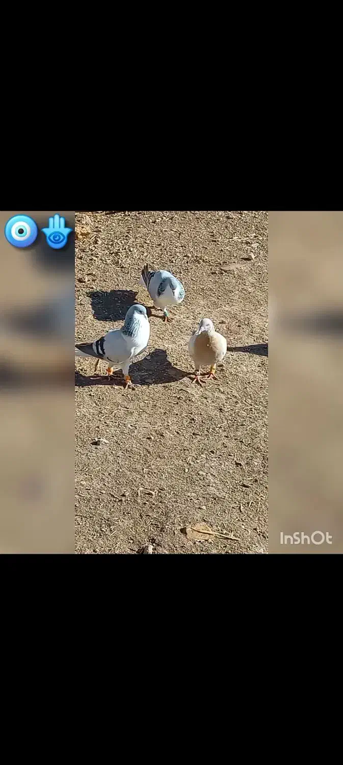 ۳ تا بدرنگ روشن|پرنده|بوئین زهرا, |دیوار