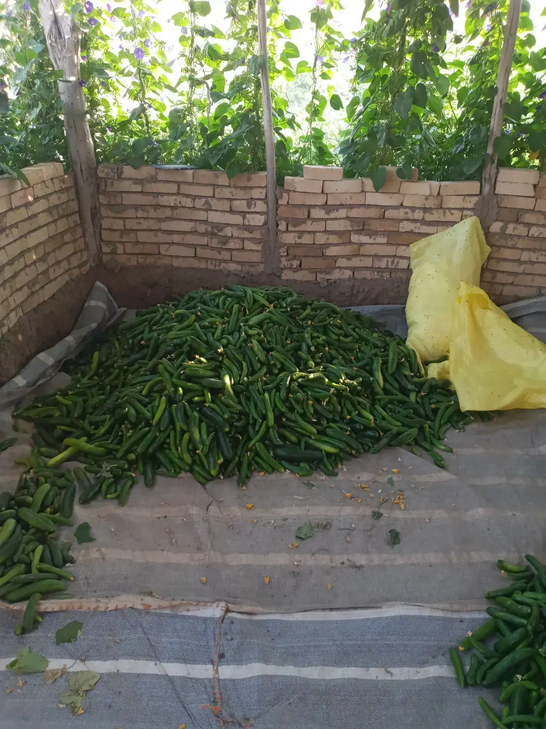 کشاورزی|خدمات باغبانی و درختکاری|تویسرکان, |دیوار