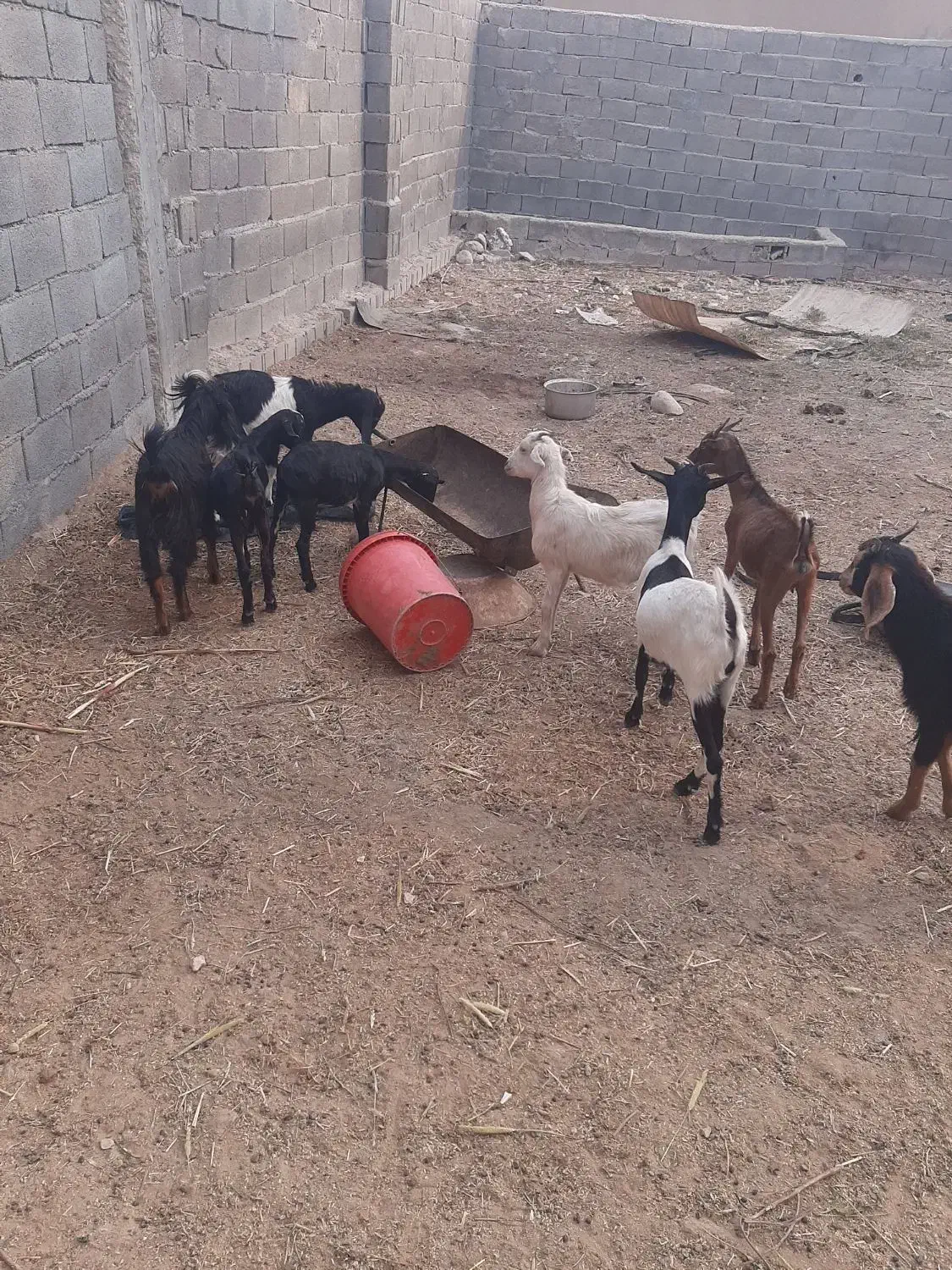 تعدادی کره گوشی|حیوانات مزرعه|بندر دیر, |دیوار