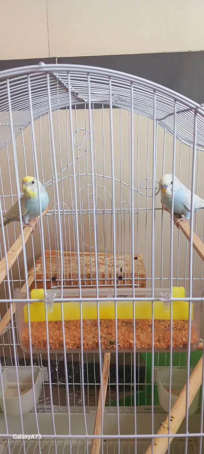 فروش مرغ عشق نژاد اسپانگلی در حال تخم گذاریی|پرنده|سردشت, |دیوار