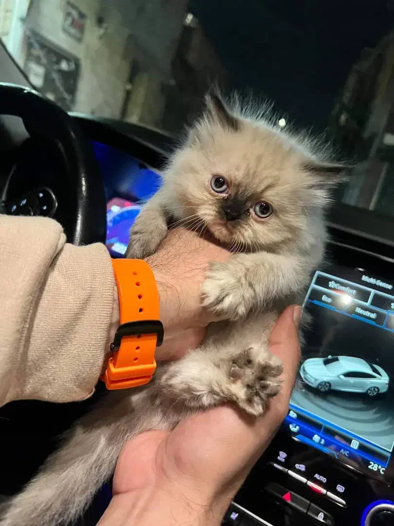 جشنواره فروش بچه گربه هیمالین اصل|گربه|گرمدره, |دیوار