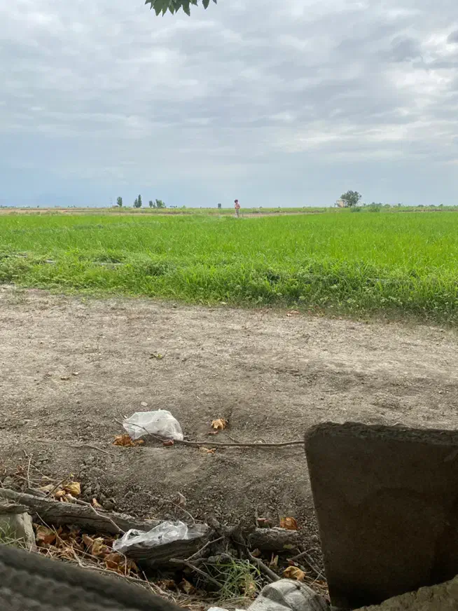 بذر گندم دیم مانا و اوبا|گل و گیاه طبیعی|گنبد کاووس, |دیوار