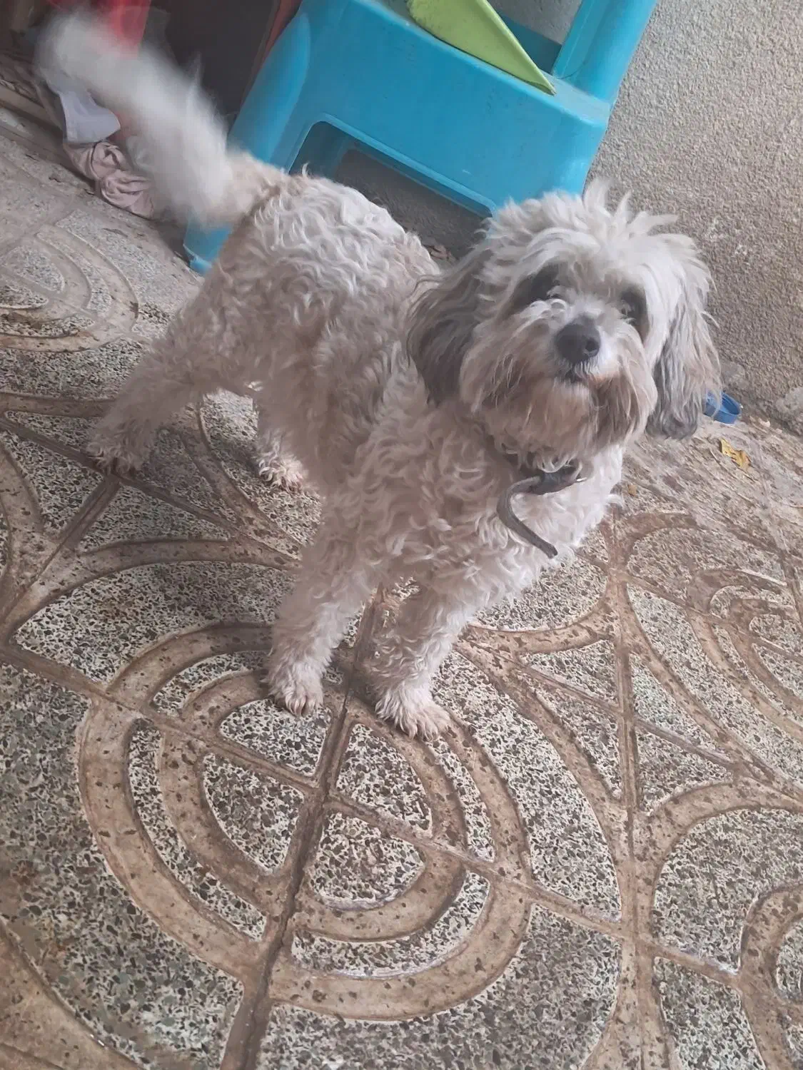 سگ شیتزو|سگ|کرمانشاه, |دیوار