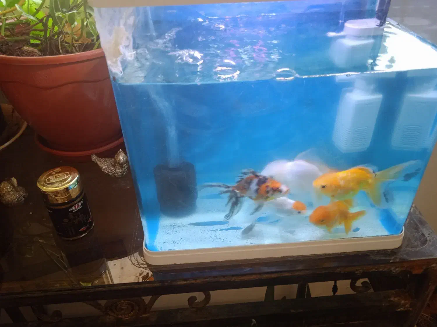 ماهی  گلدفیش|ماهی|عباس‌آباد, |دیوار