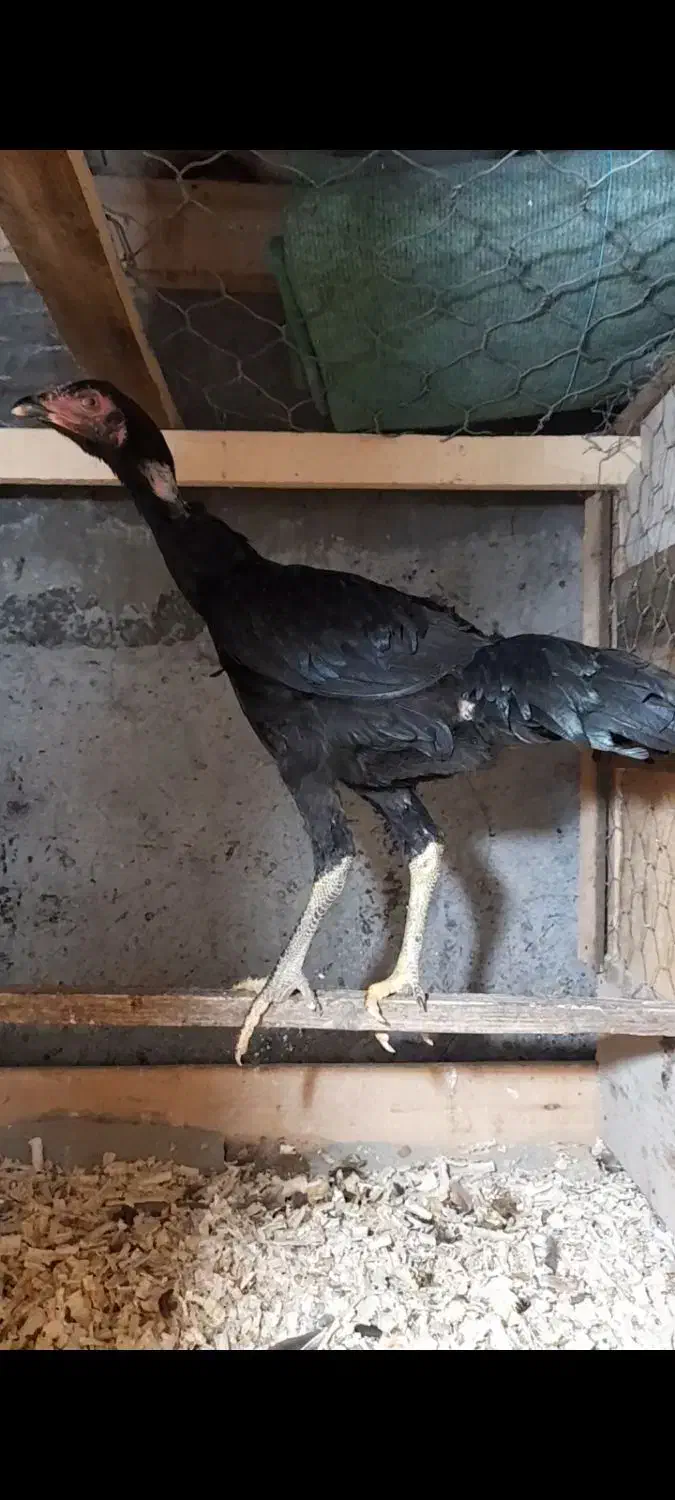 دو عدد مرغ لاری ۵ ماه نسل دار آینده دار|حیوانات مزرعه|رودسر, |دیوار