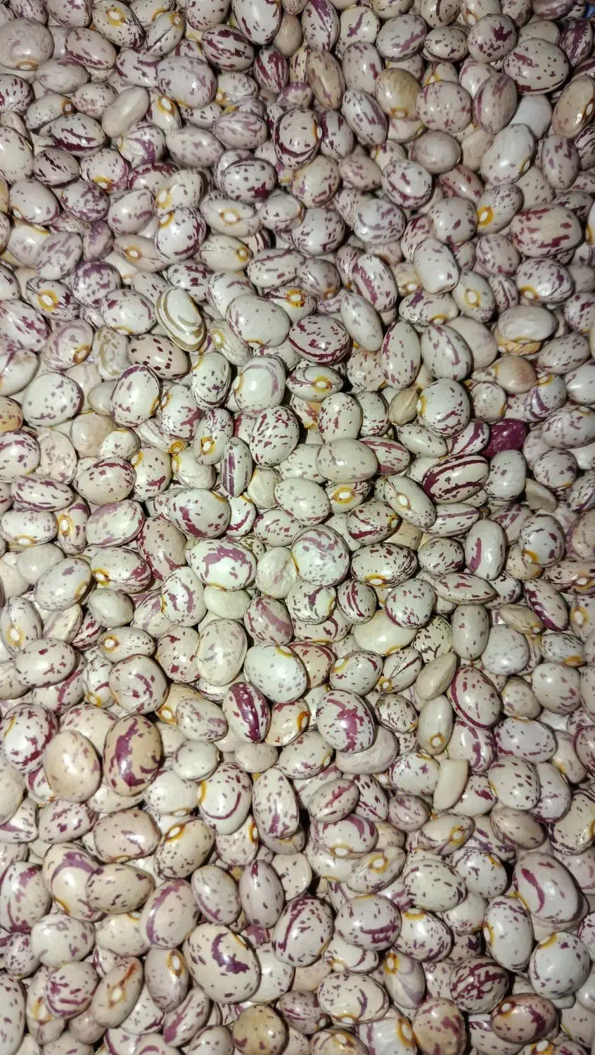 لوبیا|خوردنی و آشامیدنی|یاسوج, |دیوار