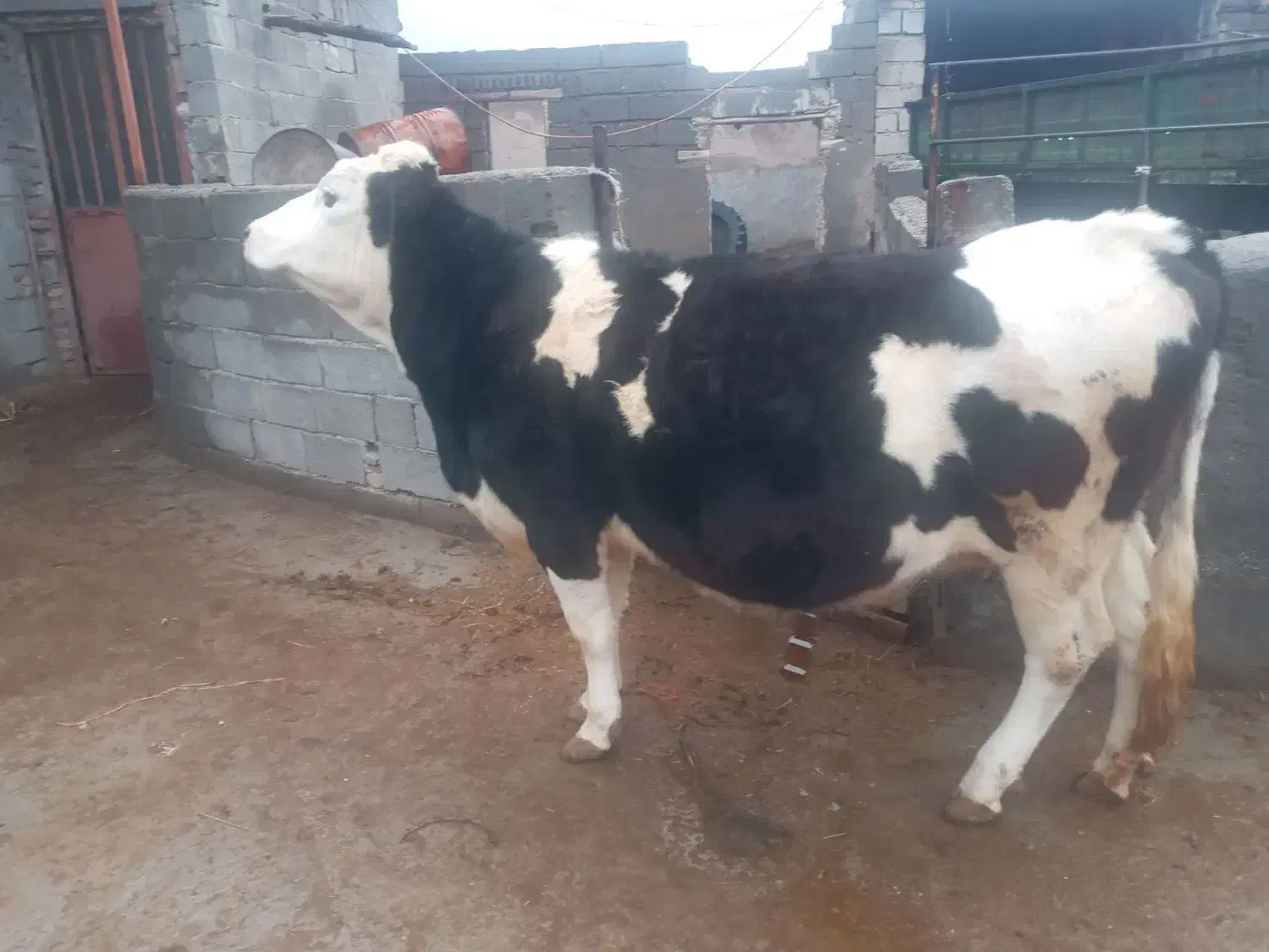 گاو سیمتال|حیوانات مزرعه|لیلان, |دیوار