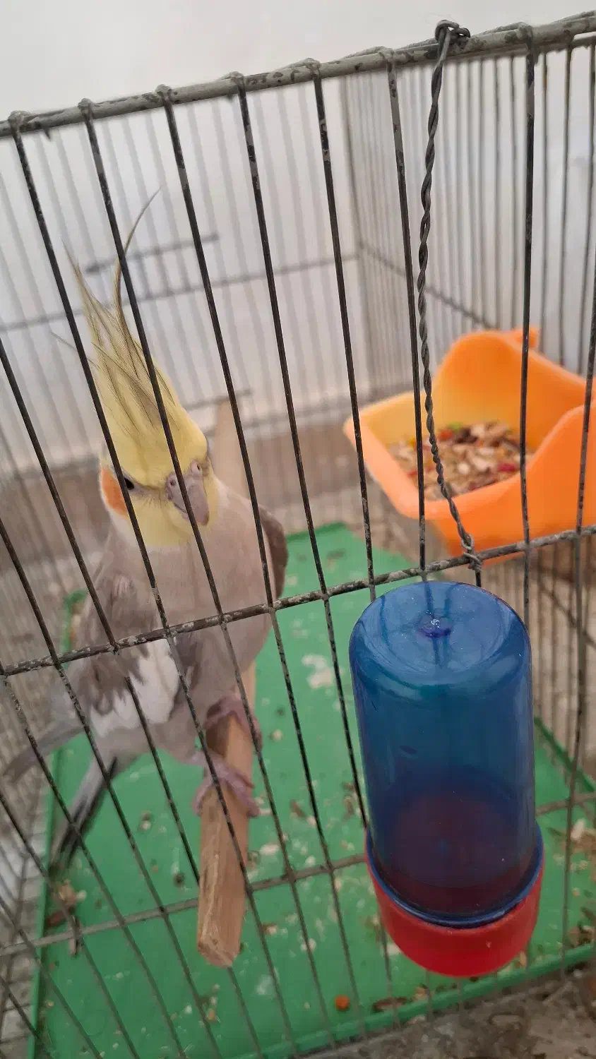 عروس هلند جفت و مولد|پرنده|خوانسار, |دیوار