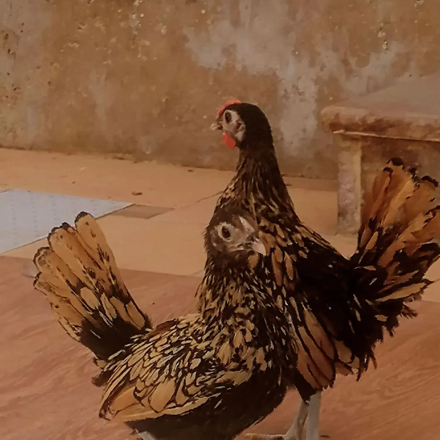 جوجه سبرایت|حیوانات مزرعه|نگین شهر, |دیوار