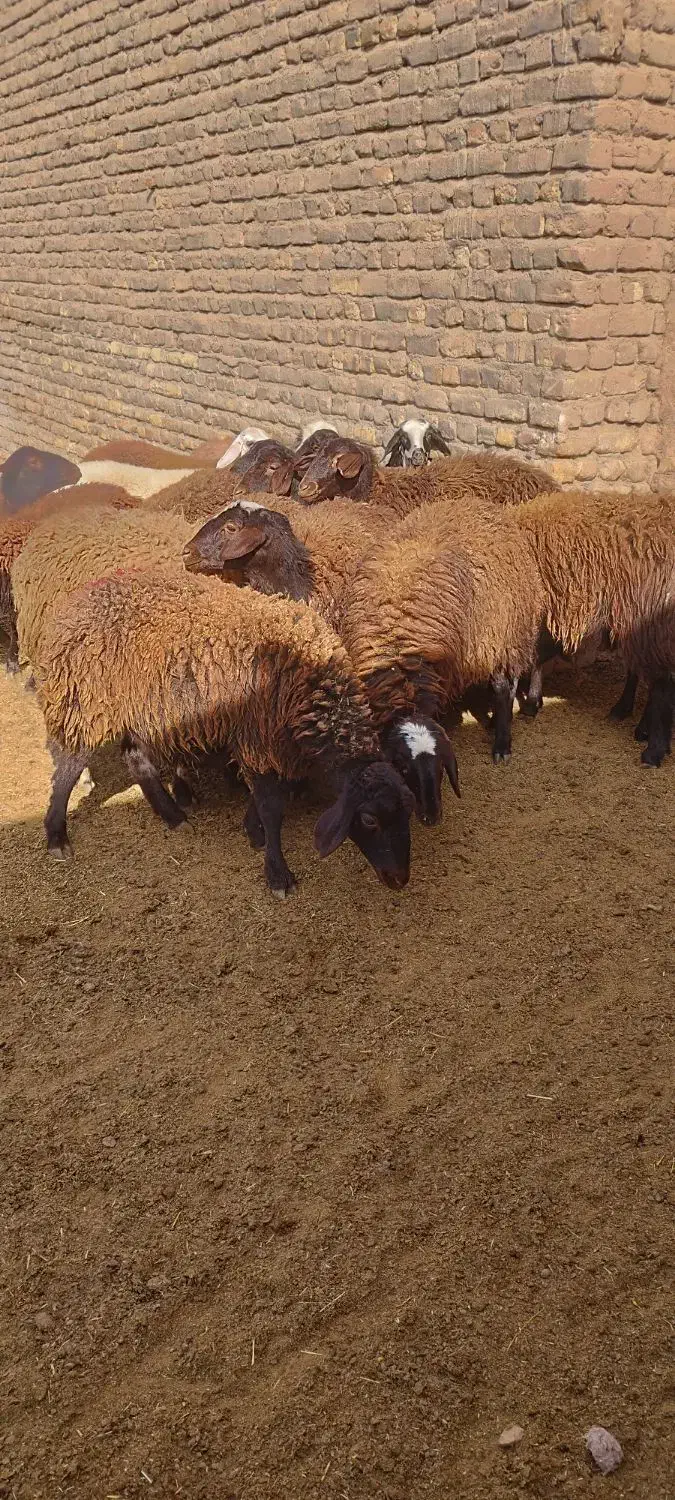 کاور بره ماده|حیوانات مزرعه|تربت‌حیدریه, مورشک|دیوار