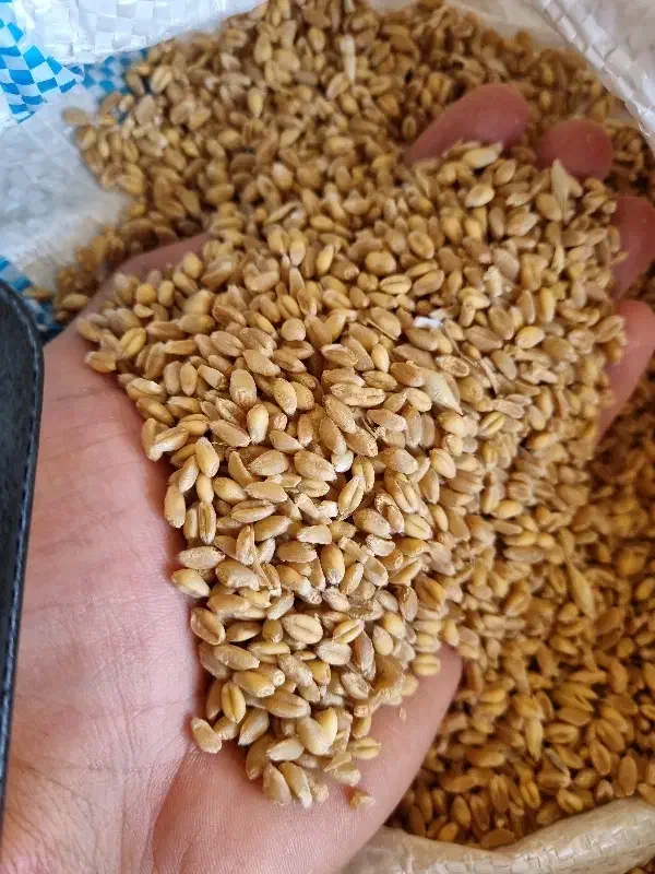 گندم پیشگام آبی|خدمات باغبانی و درختکاری|خرم‌آباد, |دیوار