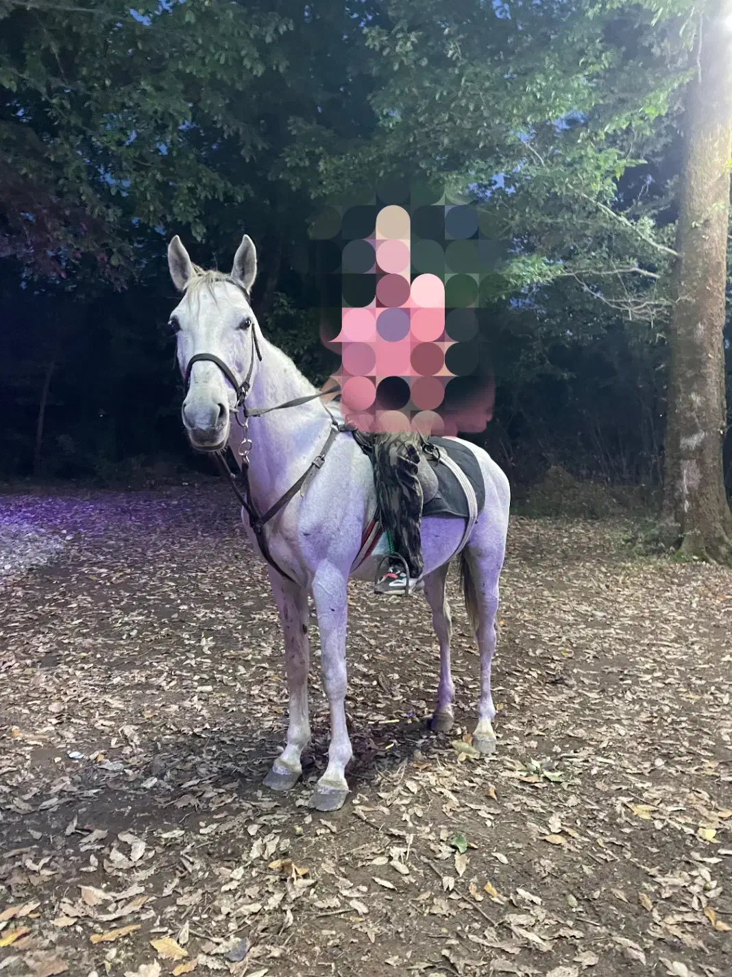 اسب کرد|اسب و تجهیزات اسبسواری|لاهیجان, کوی زمانی|دیوار