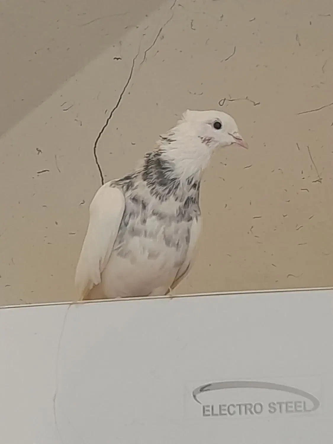 طوقی|پرنده|دهگلان, |دیوار