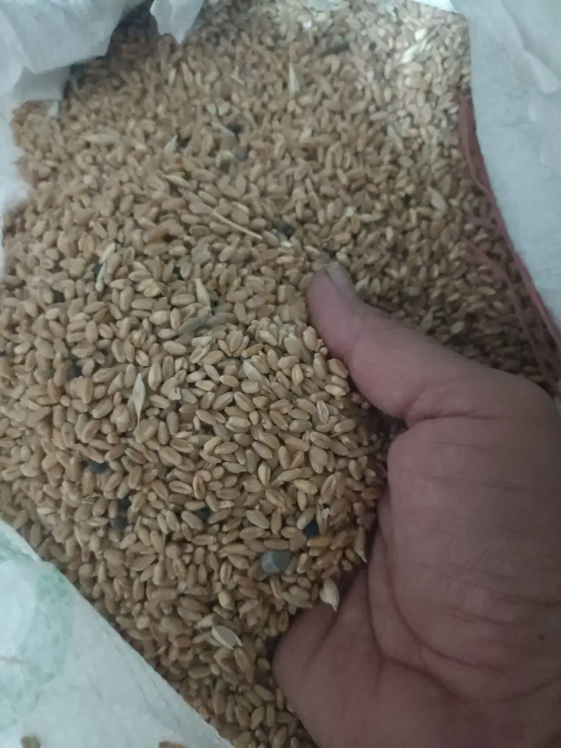 گندم و ماشک تمیر و عالی|خدمات باغبانی و درختکاری|چرام, |دیوار