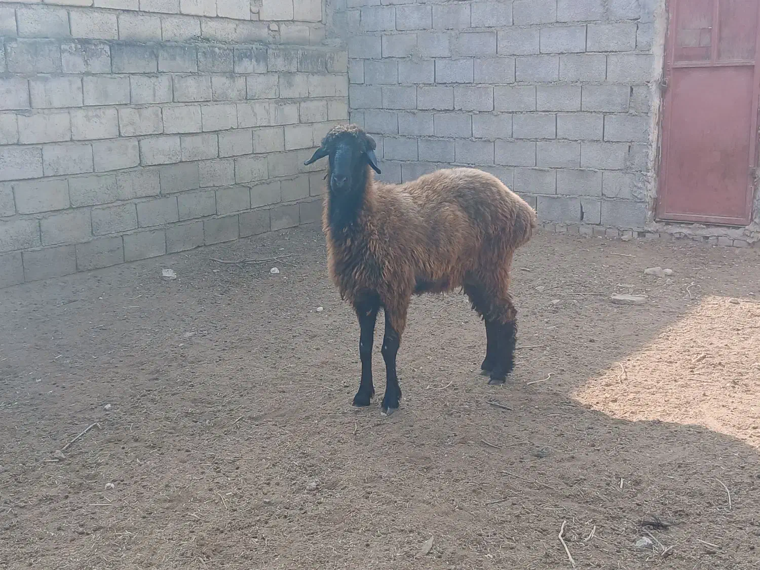 گوسفند اصل ترکمن|حیوانات مزرعه|گنبد کاووس, |دیوار
