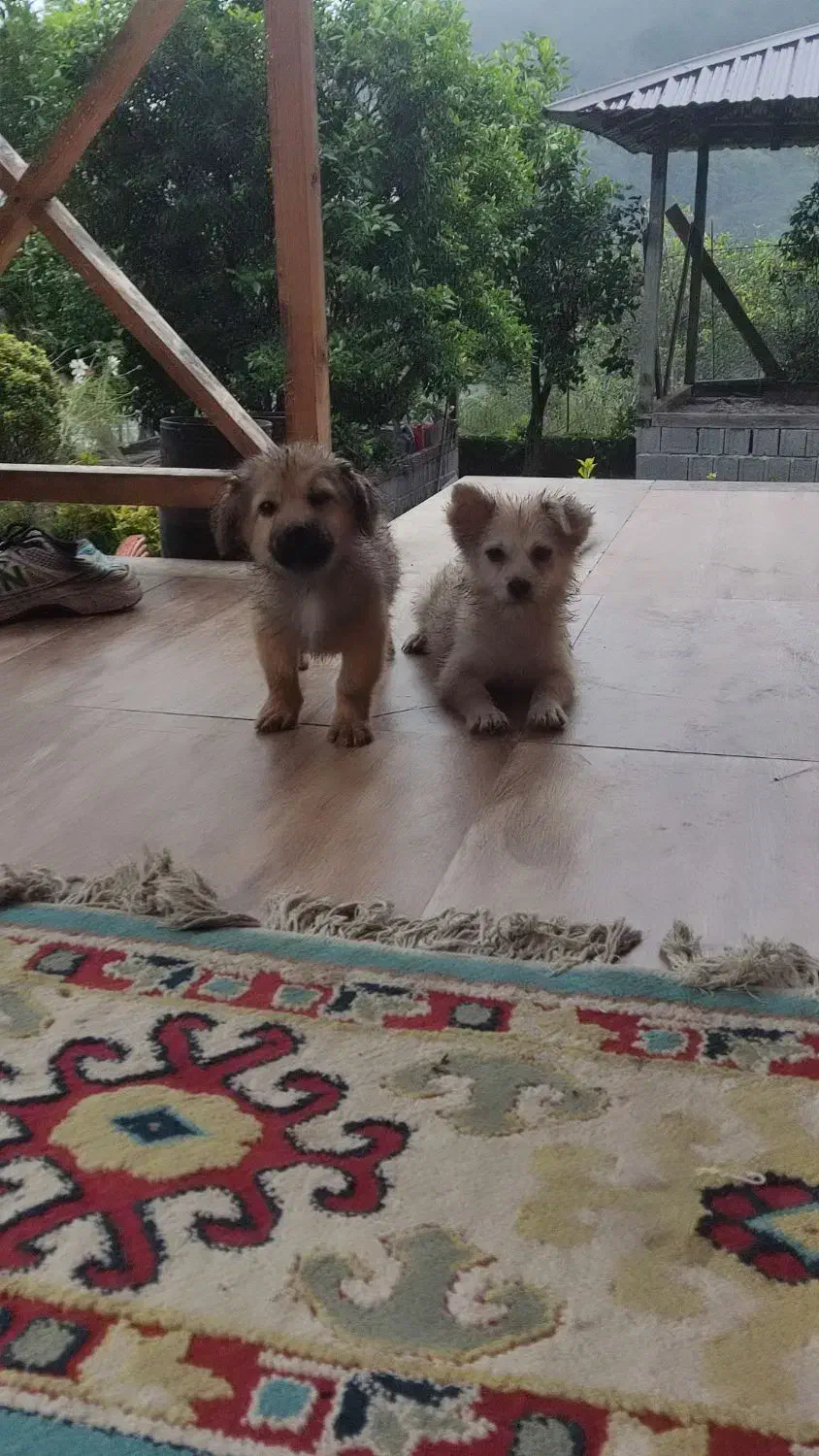 سگ پامر اشپیتز نرو ماده|سگ|خرمآباد (تنکابن), |دیوار