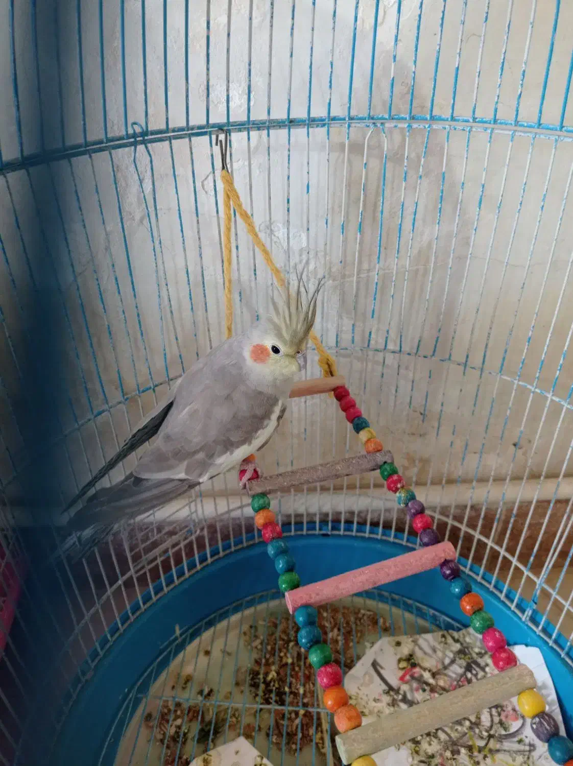 عروس هلندی|پرنده|خدا آفرین, |دیوار