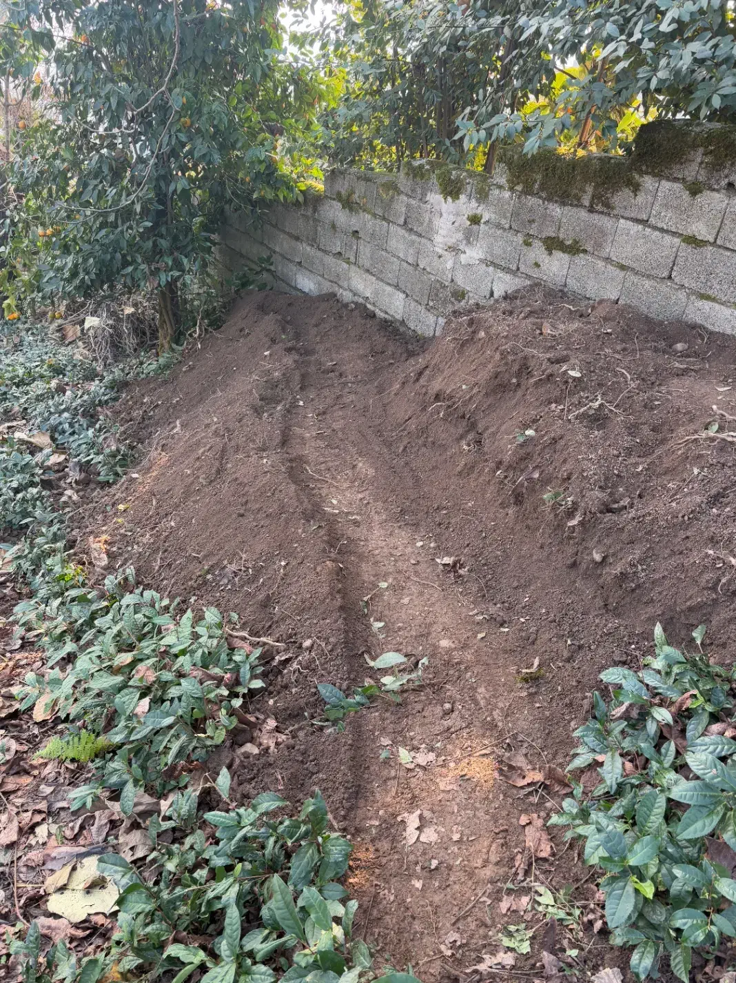 خاک|خدمات باغبانی و درختکاری|رامسر, |دیوار