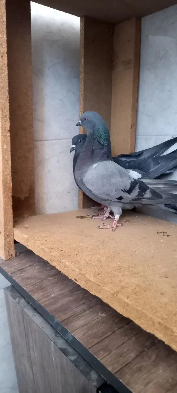 کبوتر|پرنده|برخوار, |دیوار