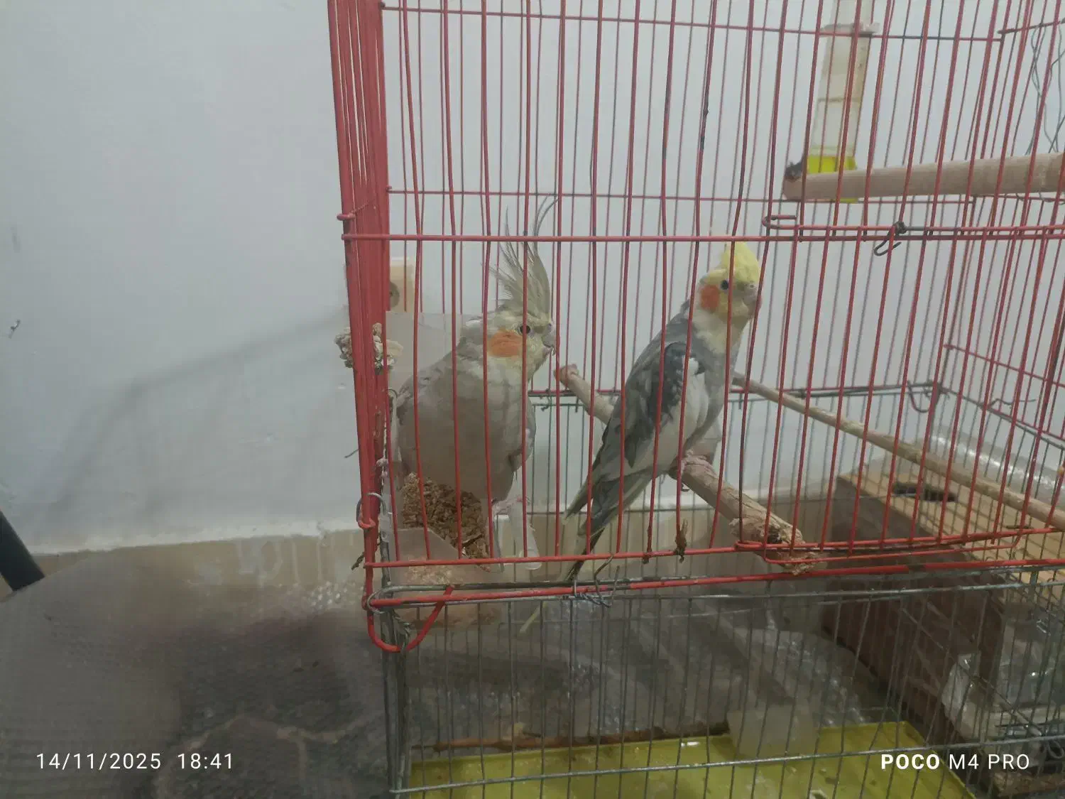 عروس هلندی نروماده مولد باقفس|پرنده|دورود, |دیوار