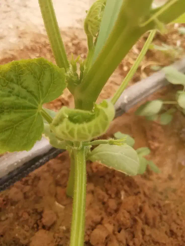 کارگر گلخانه همراه با محل اقامت|استخدام صنعتی، فنی، مهندسی|اشکذر, |دیوار