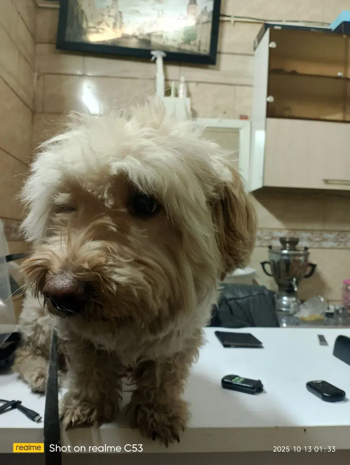 واگذاری سگ شیتزو تریر|سگ|تهران, تهرانپارس غربی|دیوار