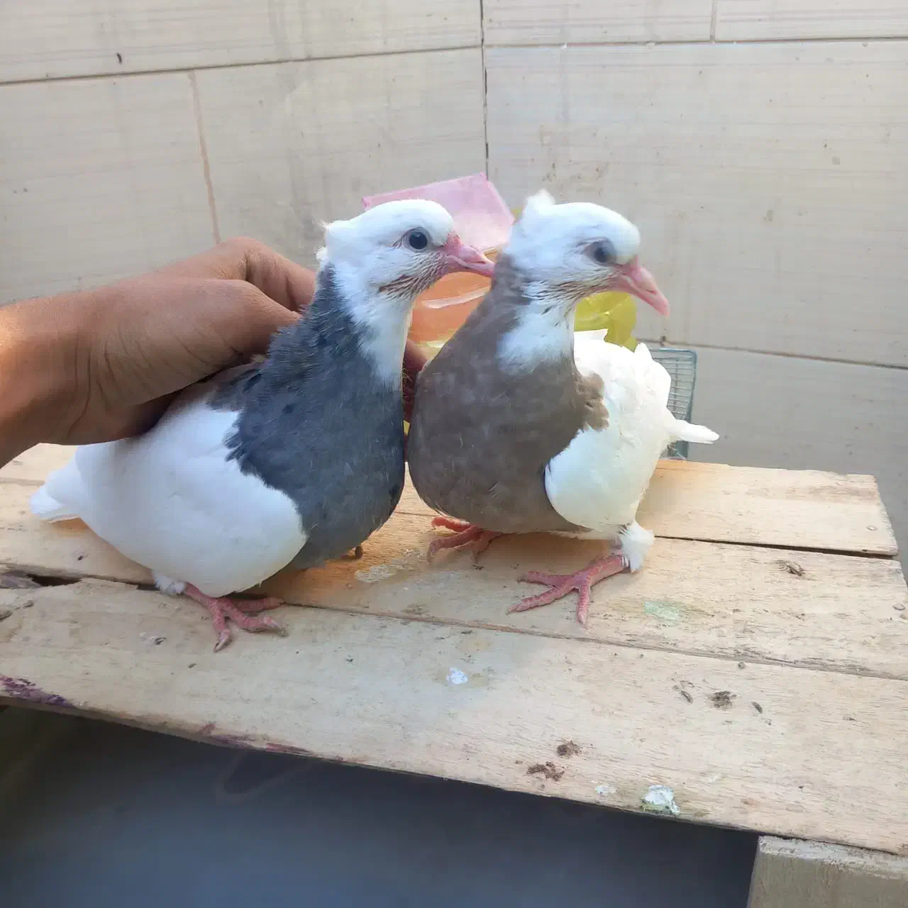 زاغ و طوقی|پرنده|یزد, |دیوار