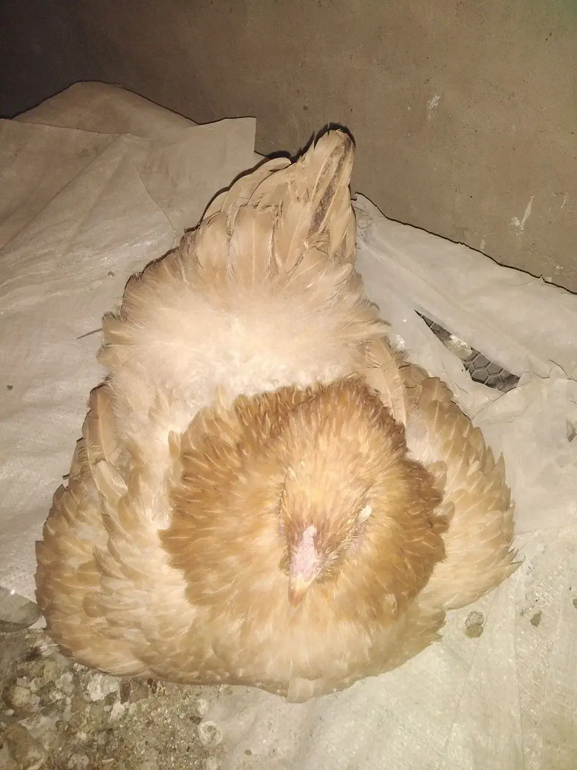 مرغ کرچ برهما بوف|حیوانات مزرعه|یزد, |دیوار