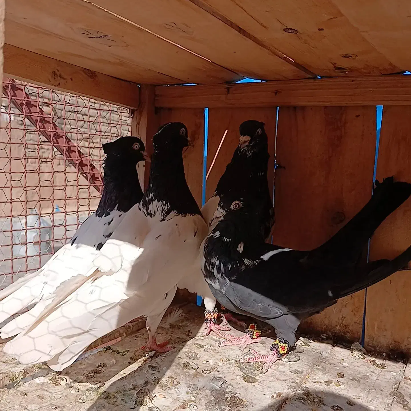 کفتر رنگی واقعا درست|پرنده|قم, یزدانشهر|دیوار