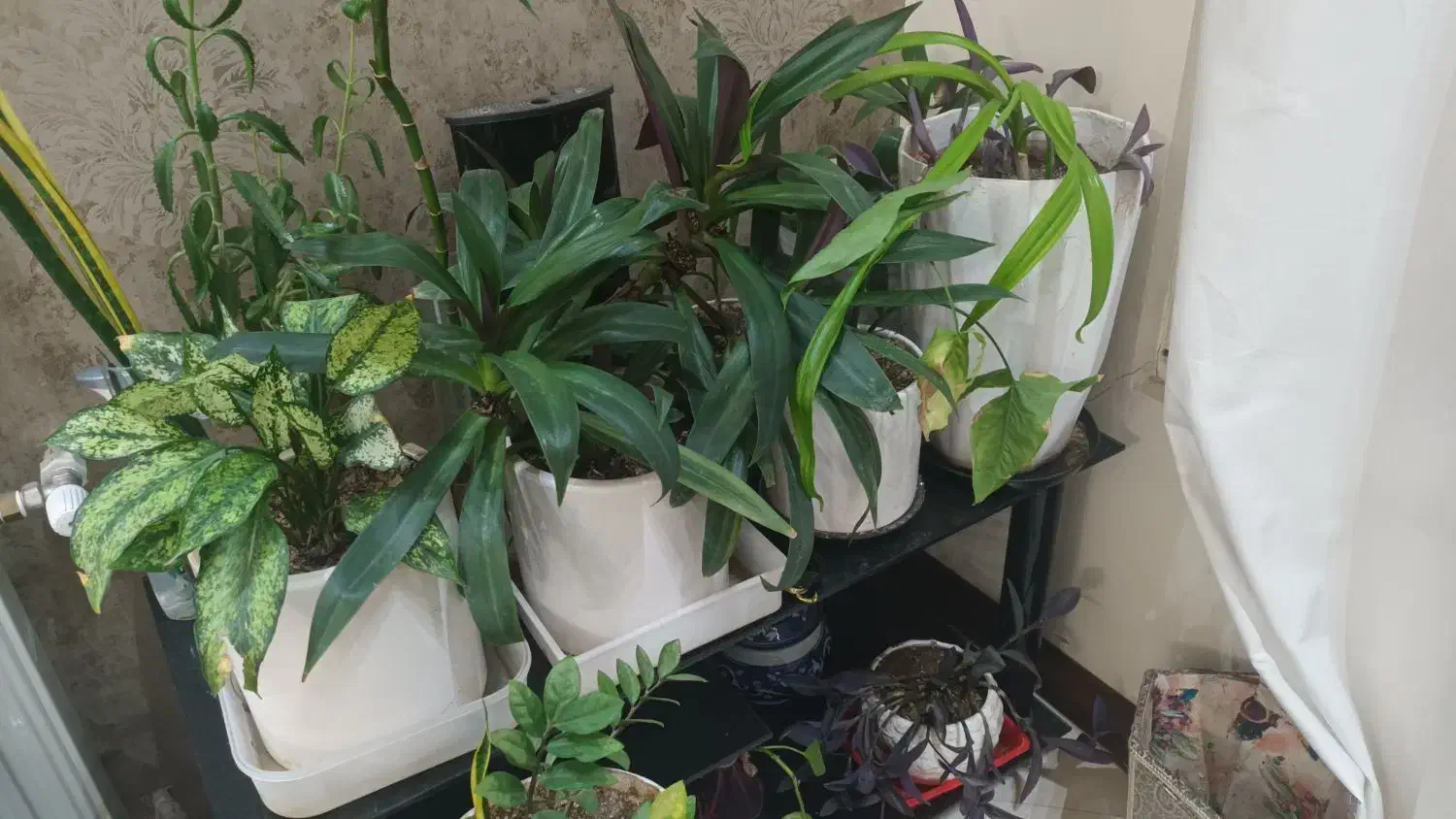 خدمات باغبانی و فضای سبز|خدمات باغبانی و درختکاری|یزد, |دیوار