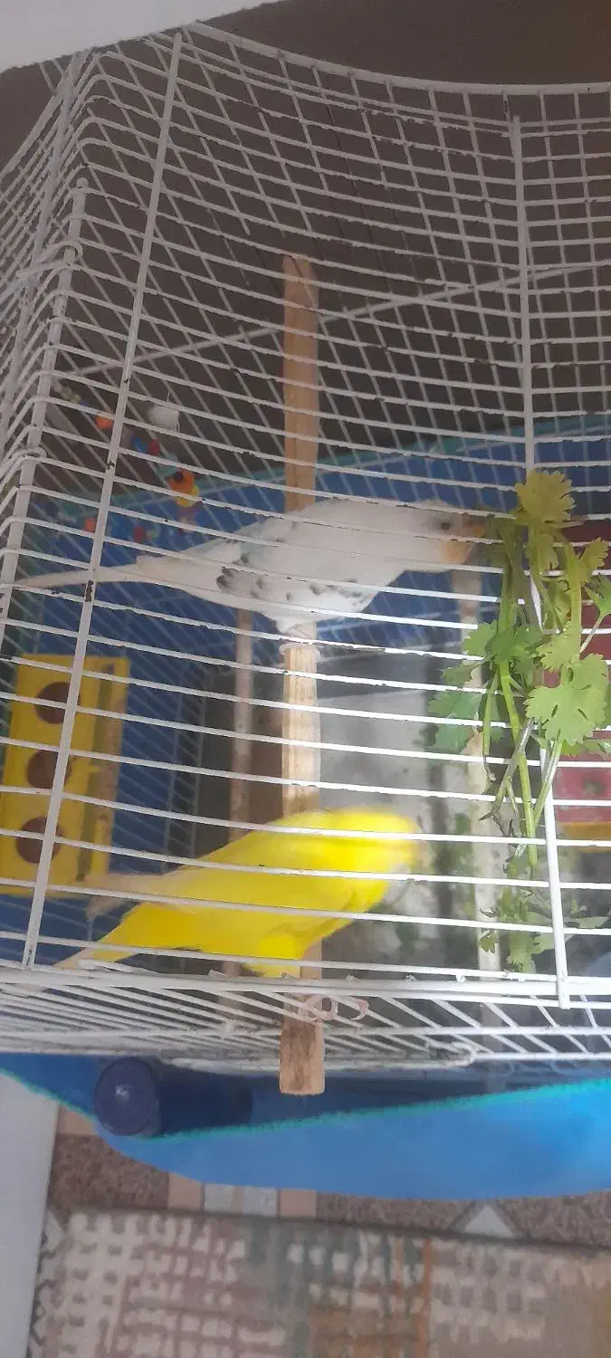 مرغ عشق|پرنده|لوندویل, |دیوار