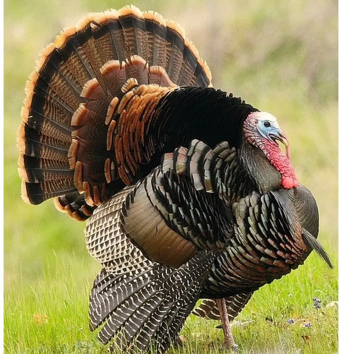 بوقلمون محلی، از دل روستا تا دلِ سفره|حیوانات مزرعه|بندر انزلی, تختی|دیوار