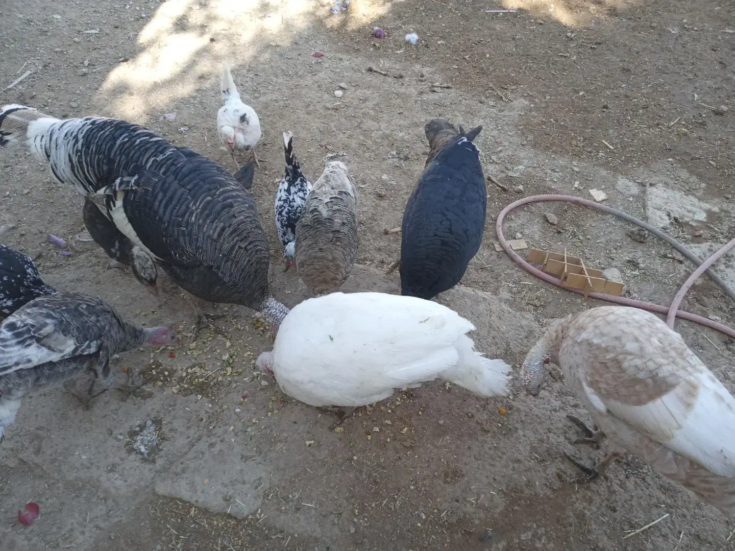 بوقلمون نر و ماده جوان|حیوانات مزرعه|تاکستان, |دیوار