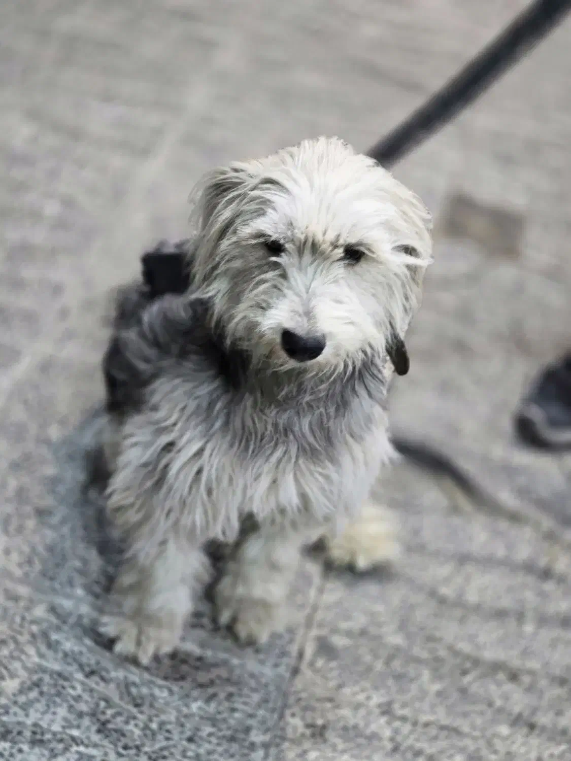 سگ پیدا شده|حیوانات|صدرا-فارس, فاز ۱|دیوار