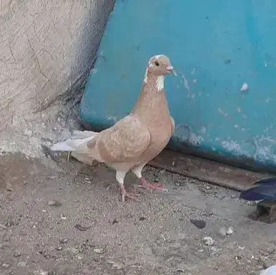 کبوتر ماده|پرنده|اهواز, فاز ۱ پادادشهر|دیوار