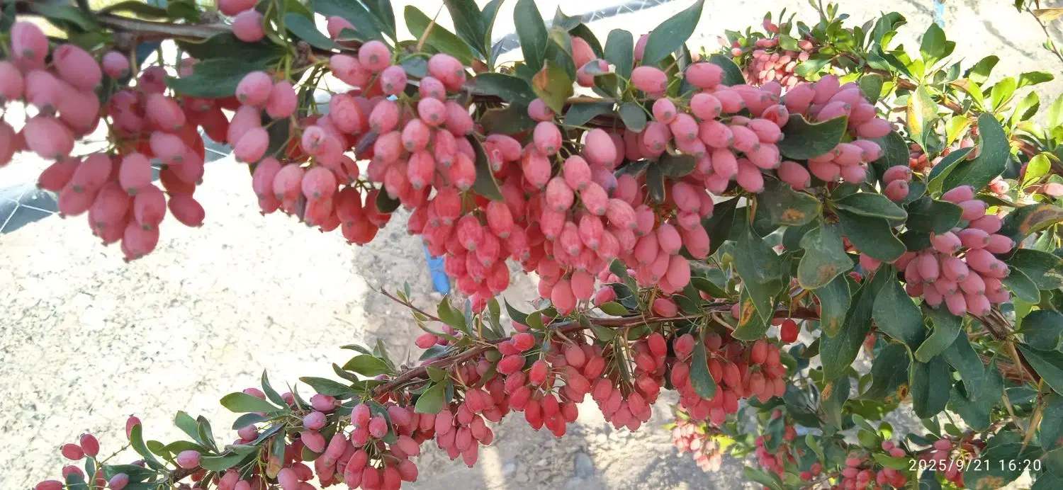زرشک تازه|خوردنی و آشامیدنی|تهران, درکه|دیوار