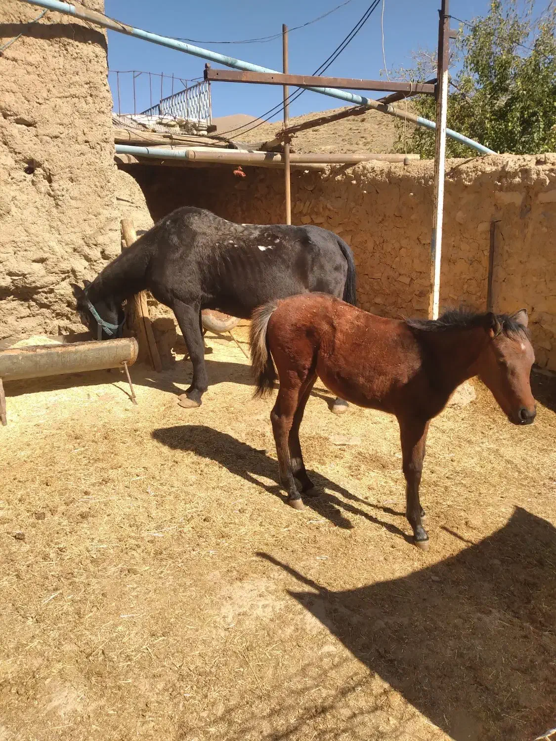 فروش اسب محلی وکره عرب با شناسنامه دار قیمت توافقی|اسب و تجهیزات اسبسواری|همدان, |دیوار