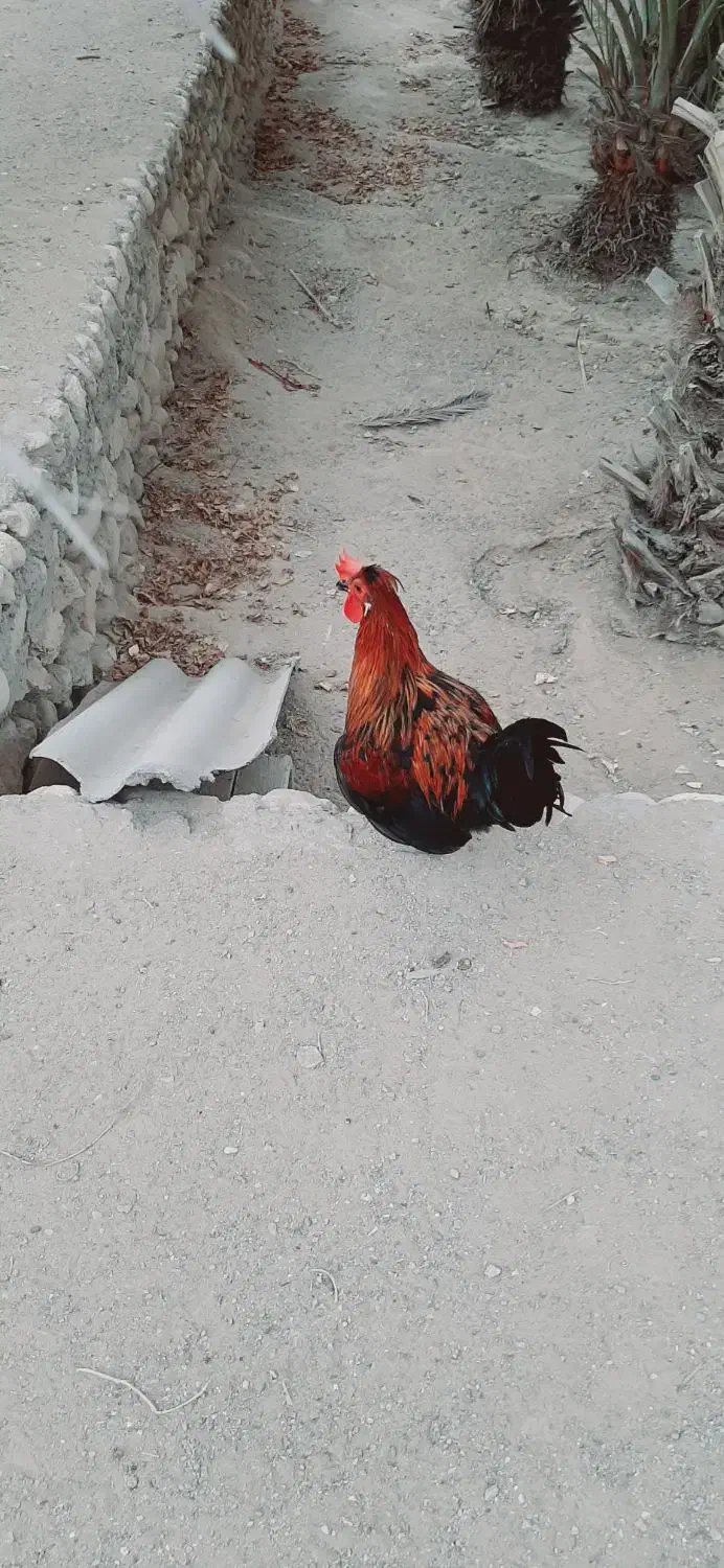 خروس محلی جوان|حیوانات مزرعه|بندرعباس, |دیوار