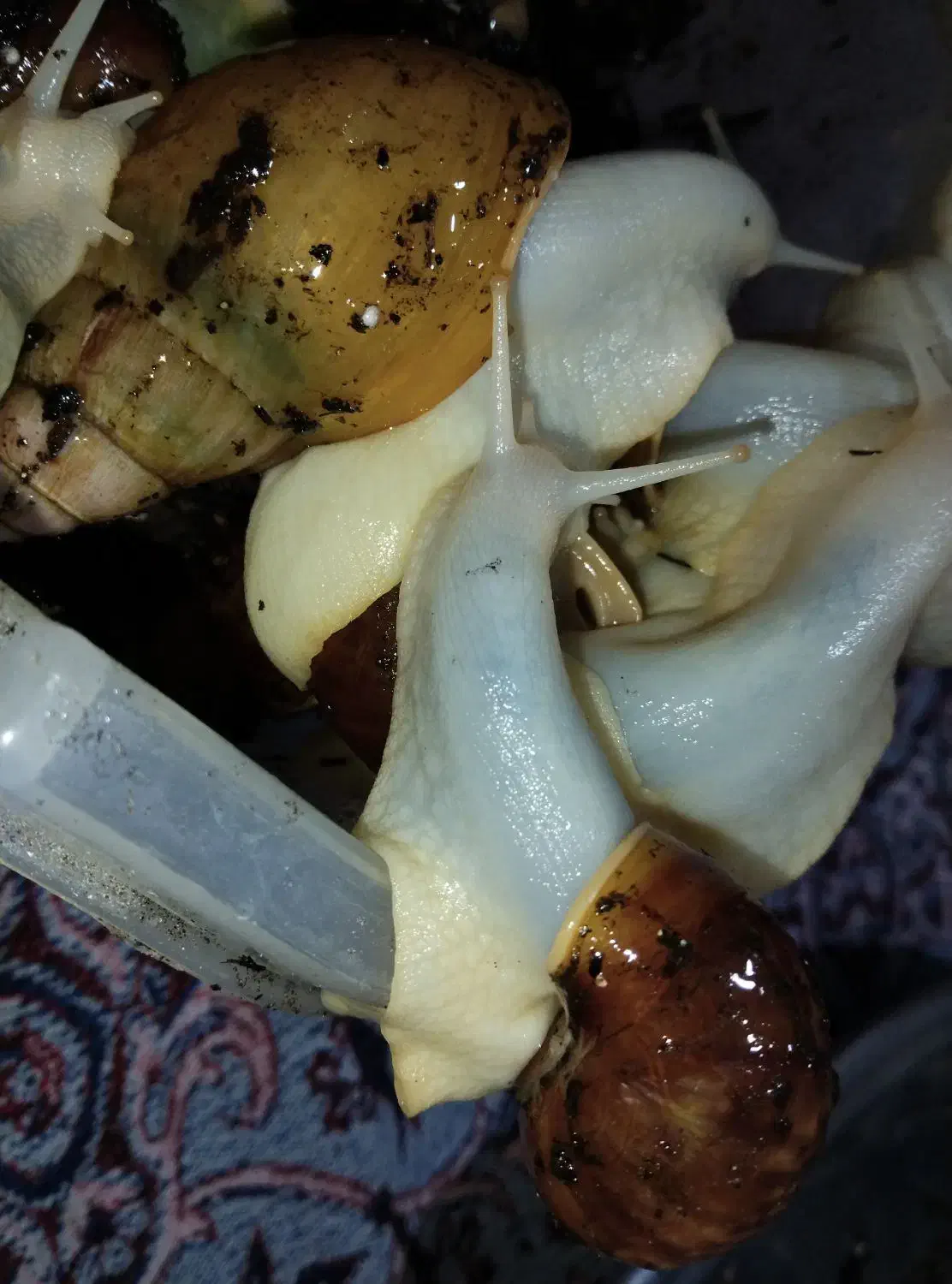 حلزون بالغ|خزنده|شیروان (خراسان), |دیوار