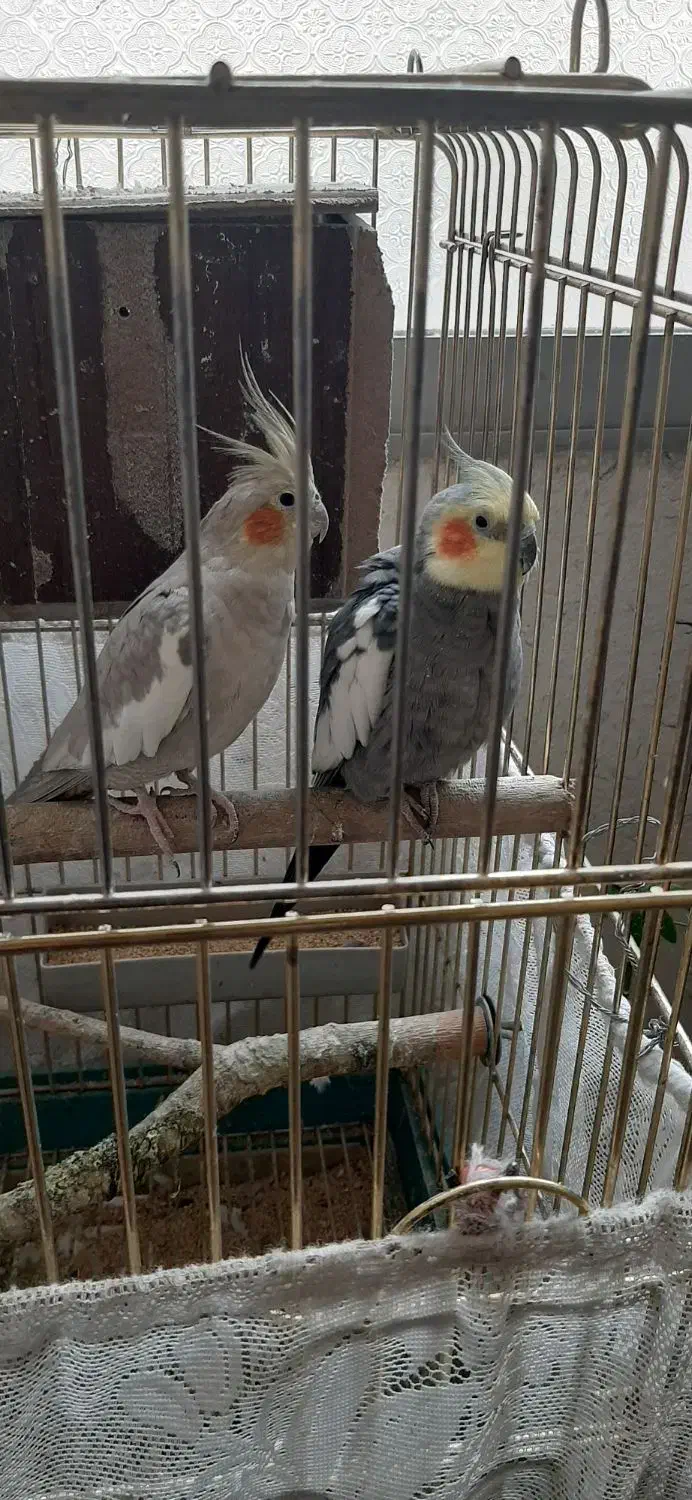 عروس هلندی جفت|پرنده|ری, ظهیرآباد|دیوار