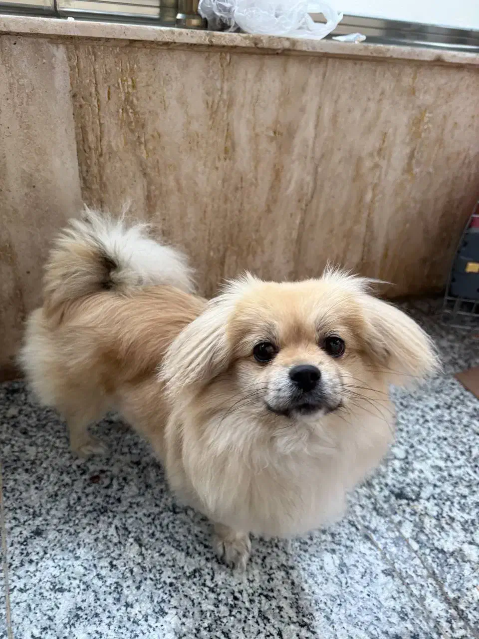 پیکینز اشپیتز|سگ|اردبیل, |دیوار